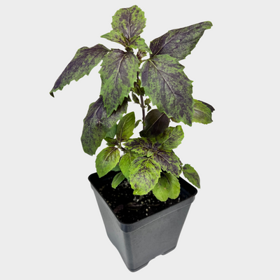 Basil 'Aromatto'