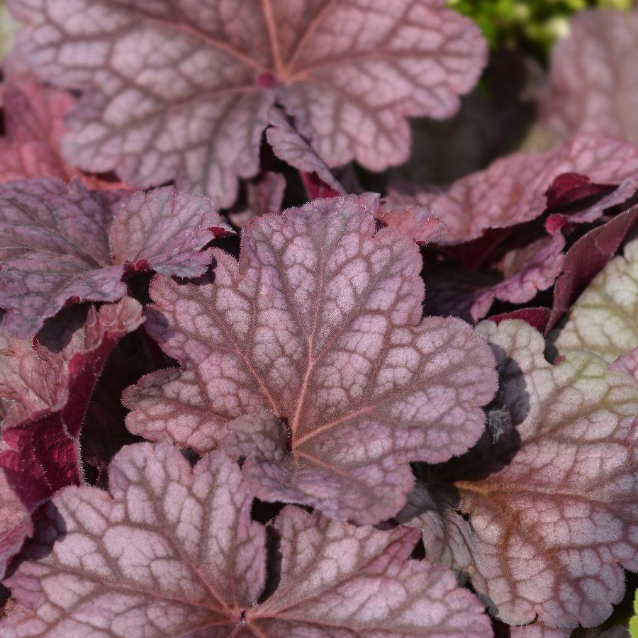 Coral Bells 'Melting Fire'