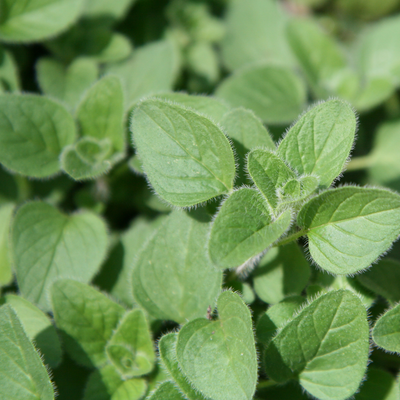 Oregano 'Hot and Spicy'