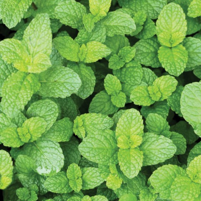 Mint 'Strawberry'