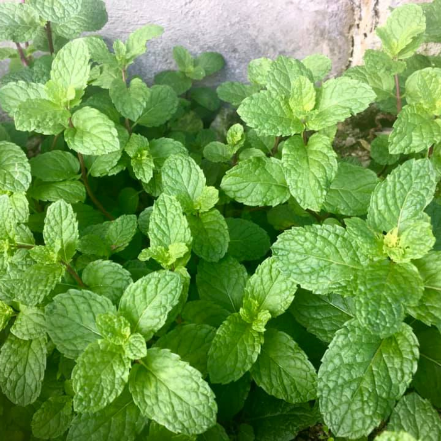 Mint 'Peppermint'