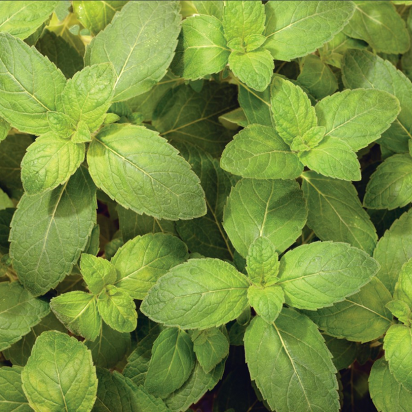 Mint 'Ginger' Plants for Sale | The Growers Exchange