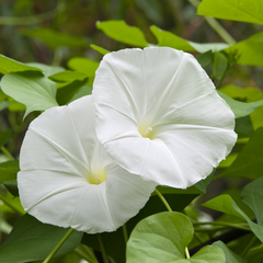 Moonflower Plants For Sale | Ipomosa Alba | Moon Vines