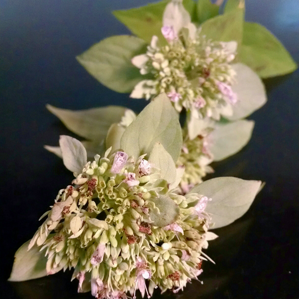 Mountain_Mint_grande.png?v=