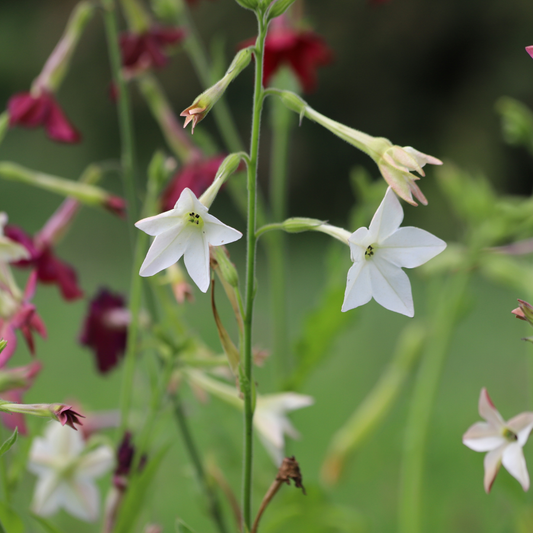 Nicotiana 'Starlight Dancer'