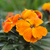 Wallflower ‘Sunstrong Orange'