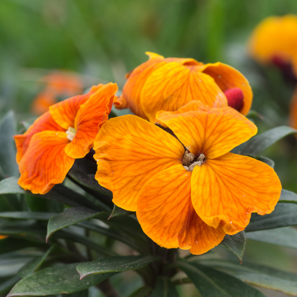Orange_grande.png?v=1762445086