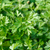 Parsley 'Italian Flatleaf'