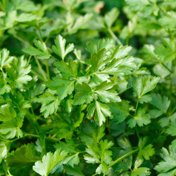 house plant that looks like parsley Italian Parsley Herb Plants For Sale