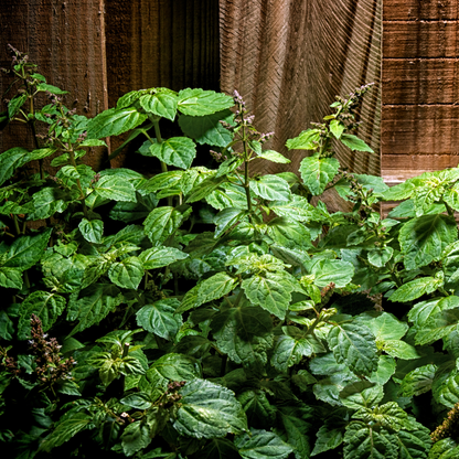 growing patchouli plant indoors Patchouli Multi-Pack – The Growers Exchange