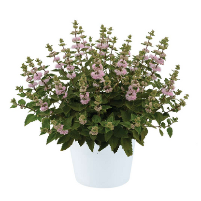 Bluebeard 'Pavilion Pink'