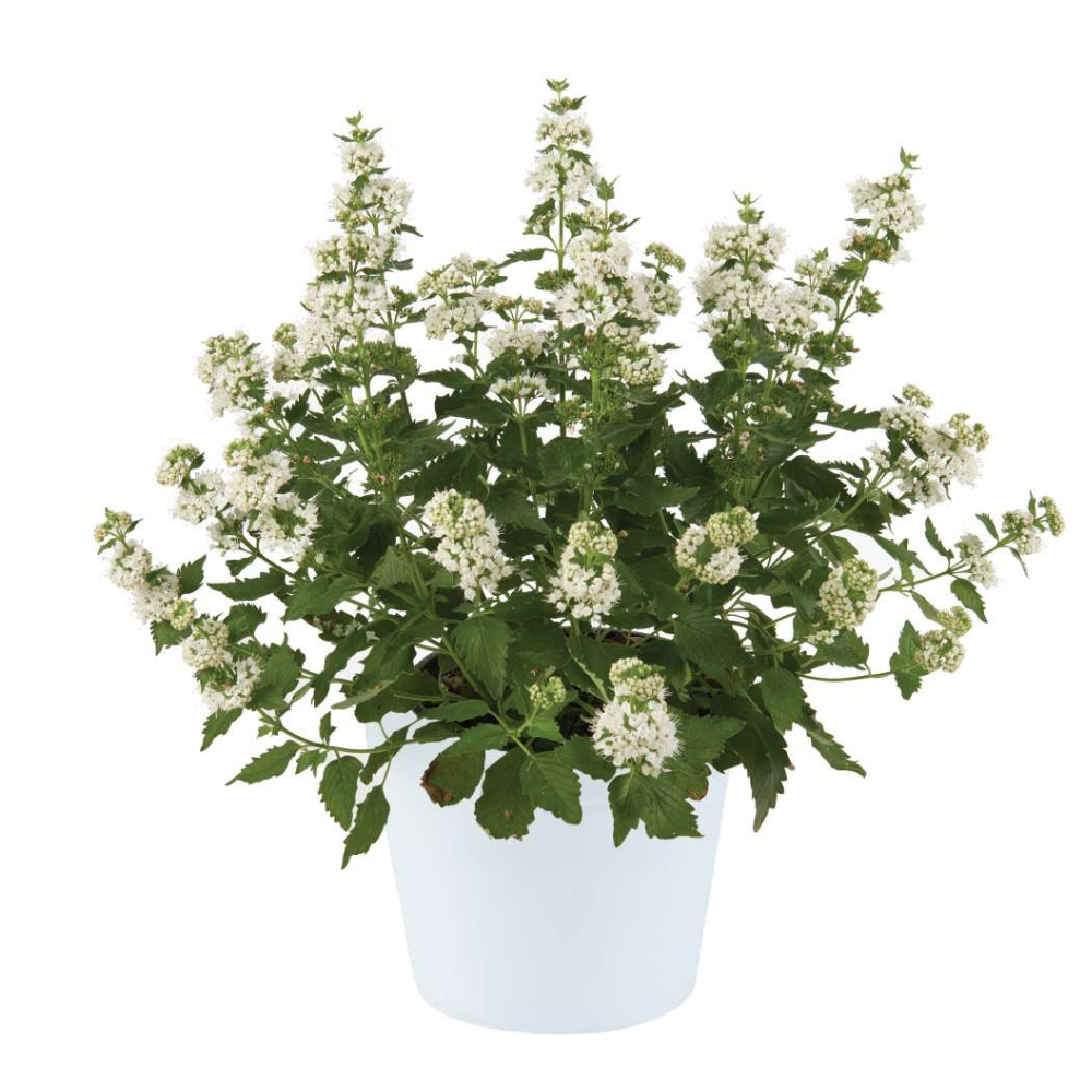 Bluebeard 'Pavilion White'