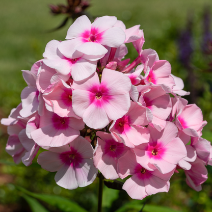 Phlox 'Rose Dark Eyes'