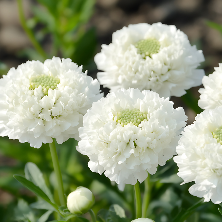 Pincushion 'Snowmaiden'