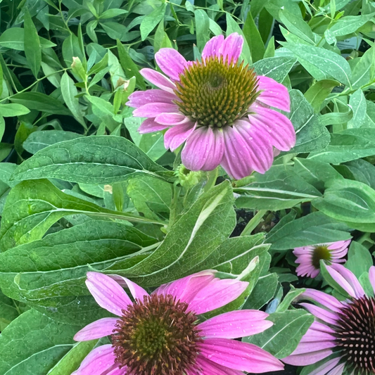 Echinacea, Purple Coneflower