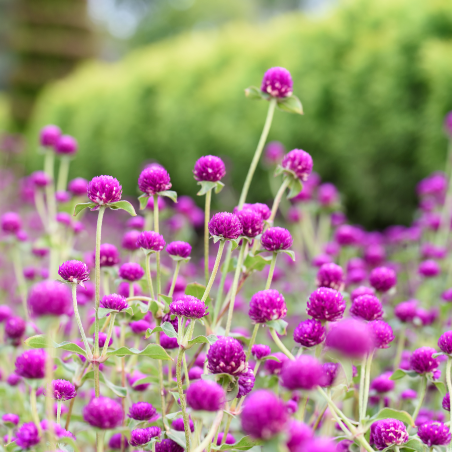 Gomphrena 'QIS Purple'