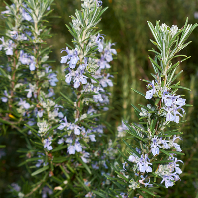 Rosemary 'Arp'