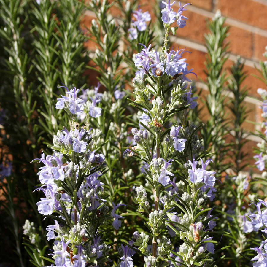 Rosemary 'Barbeque'