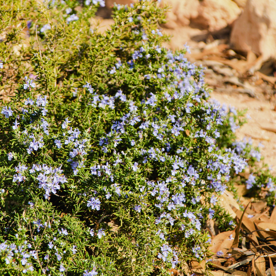 Rosemary 'Prostrate'