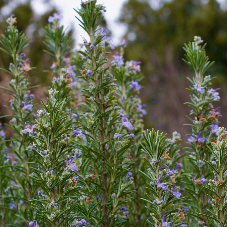 Rosemary 'Tuscan Blue'