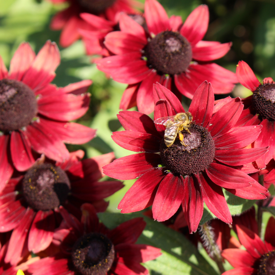 Rudbeckia 'Cherry Brandy'