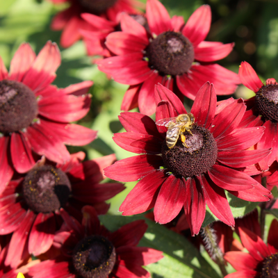 Rudbeckia 'Cherry Brandy'