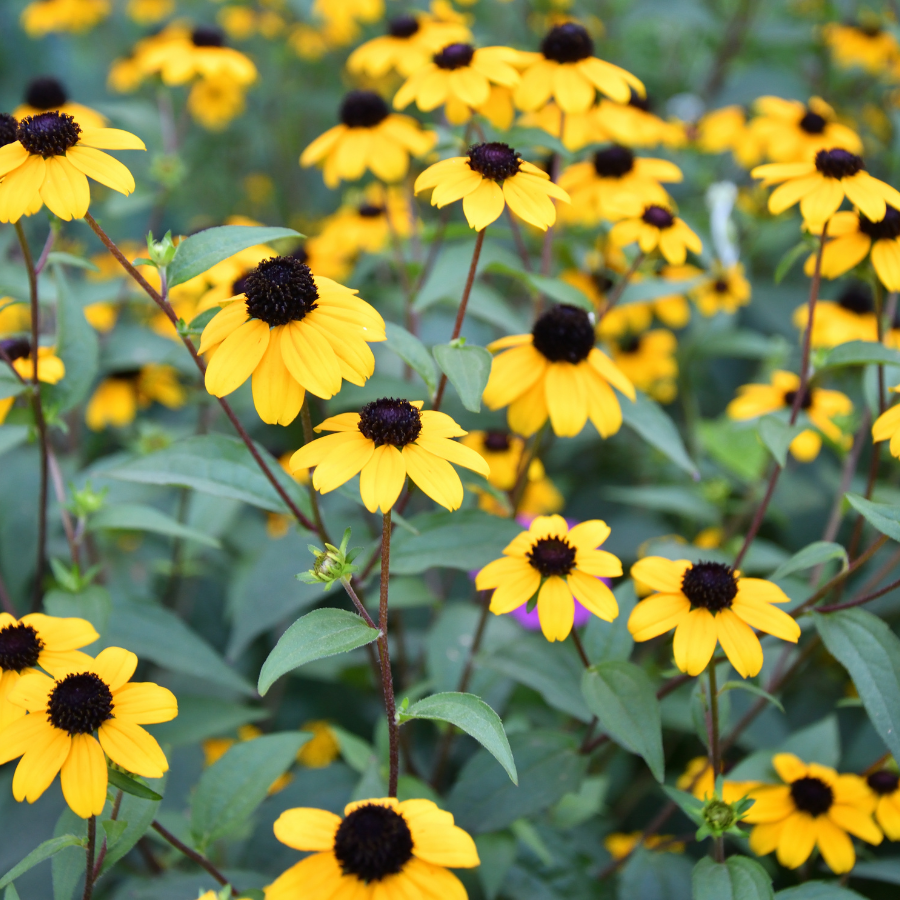 Rudbeckia Triloba Plants For Sale Brown Eyed Susan The Growers Exchange