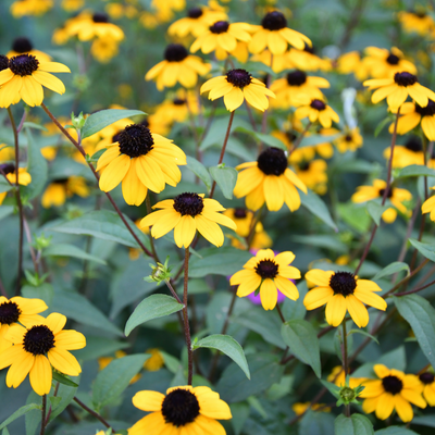 Rudbeckia Triloba