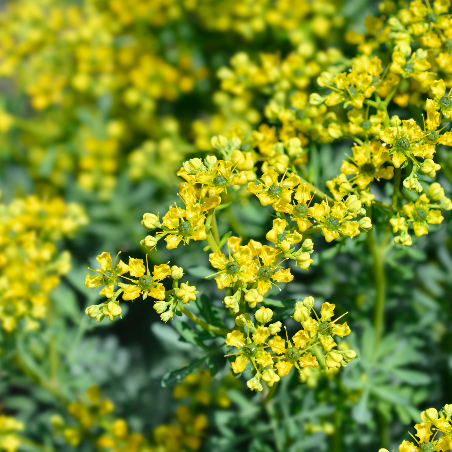 Ruta Graveolens Other Plants Rue Ruta Graveolens Plug Plants 3 Pack ruta-graveolens-other-plants-rue-ruta-graveolens-plug-plants-3-pack