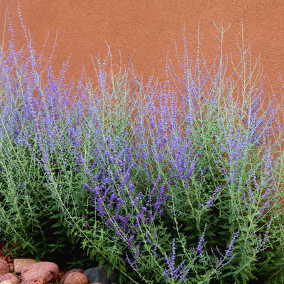 Perovskia 'Russian Sage'