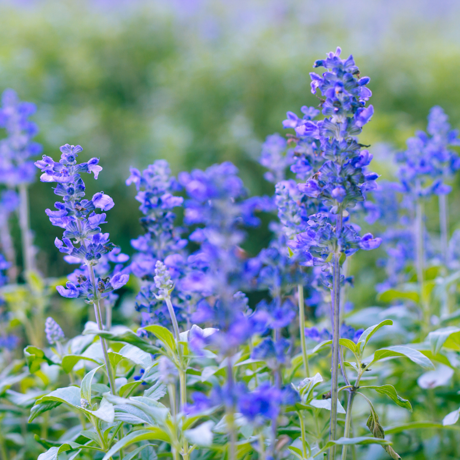Sage 'Victoria Blue'