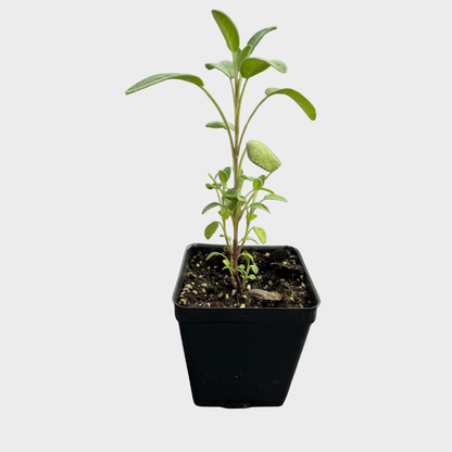 Sage 'Common'
