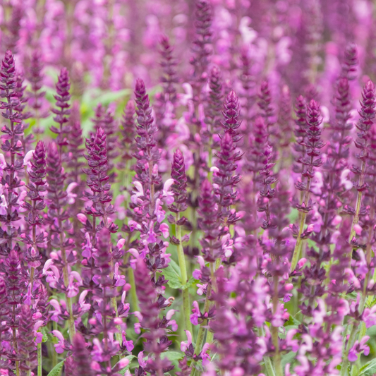 Sage 'Pink Nebula'