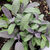 Sage 'Purple' Multi-Pack