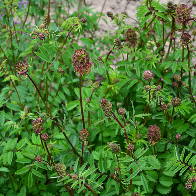 Salad Burnet