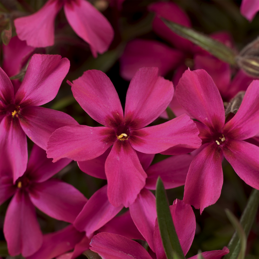 Phlox 'Scarlet Flame'
