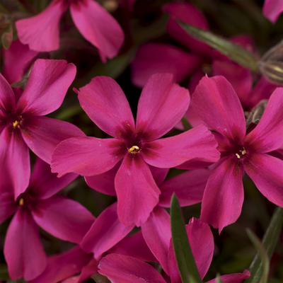 Phlox 'Scarlet Flame