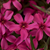 Phlox 'Scarlet Flame