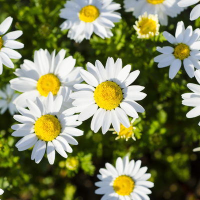 Shasta Daisy