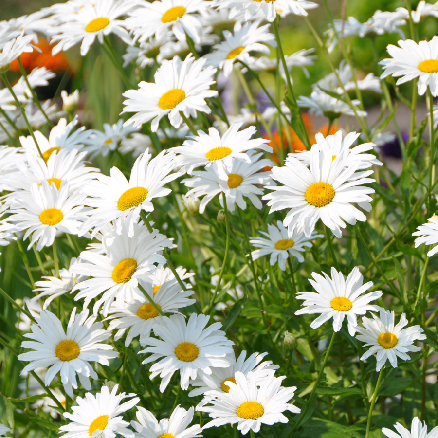 Shasta Daisy