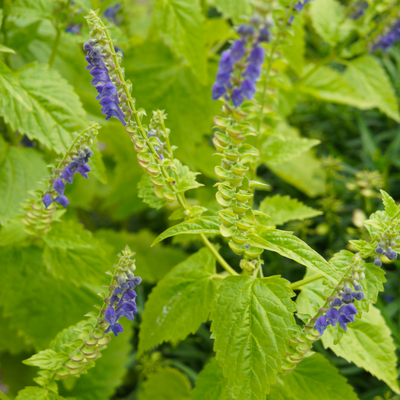 Skullcap