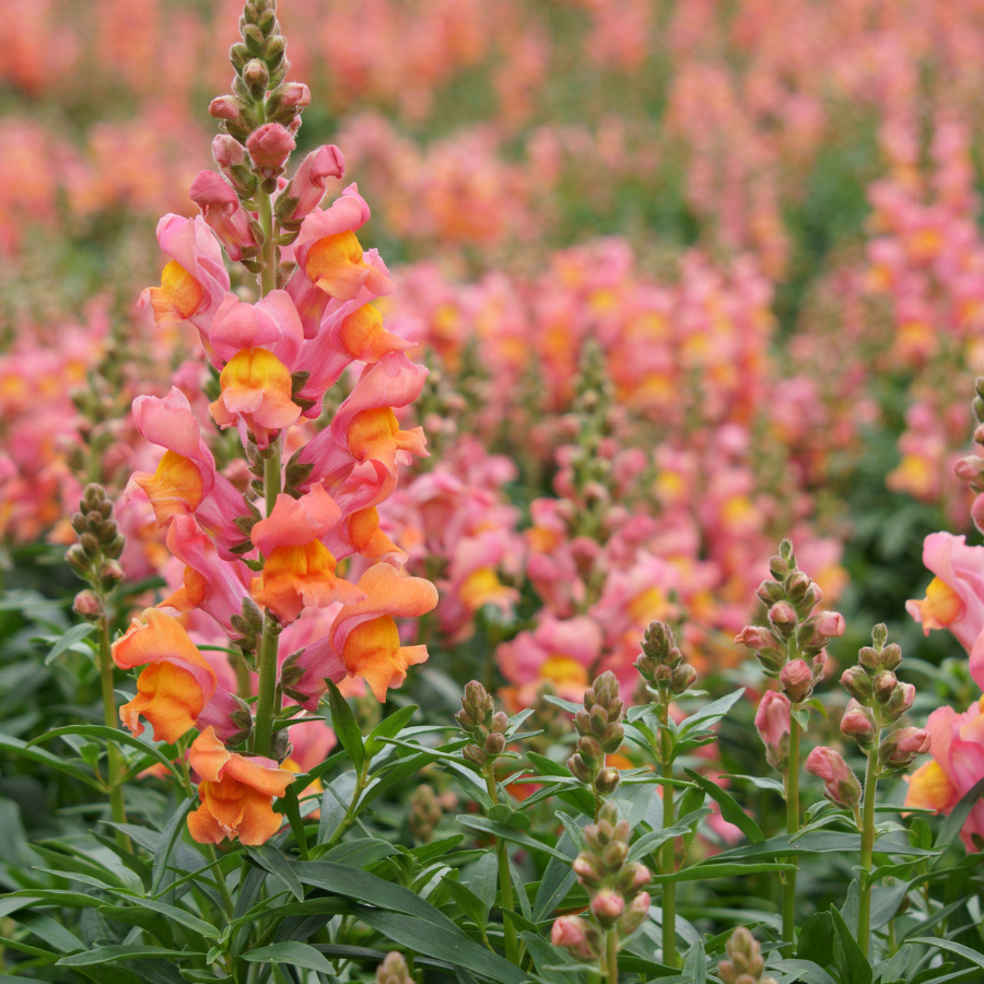 Snapdragon 'Orange Wonder'