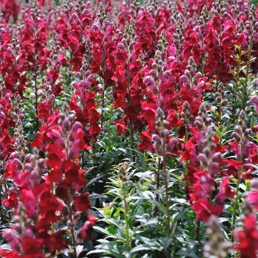 Snapdragon 'Ruby' – The Growers Exchange