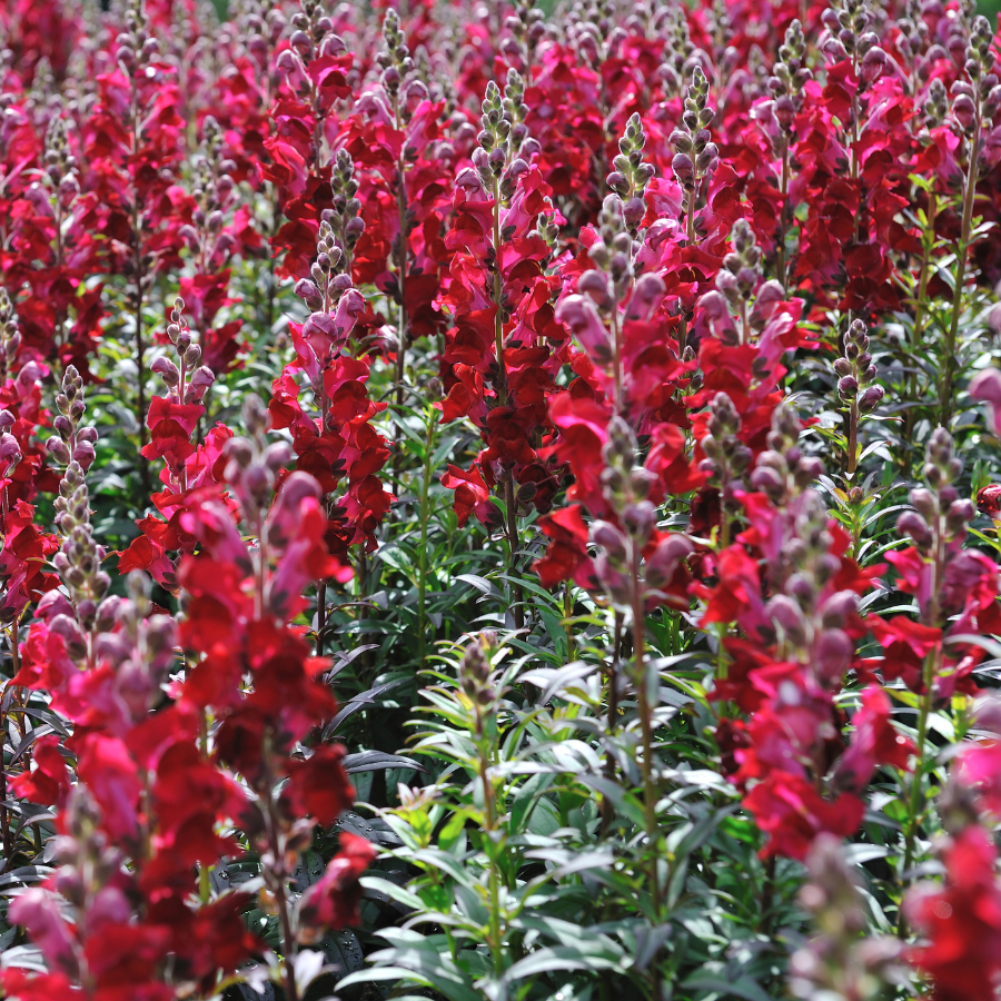 Snapdragon 'Ruby'