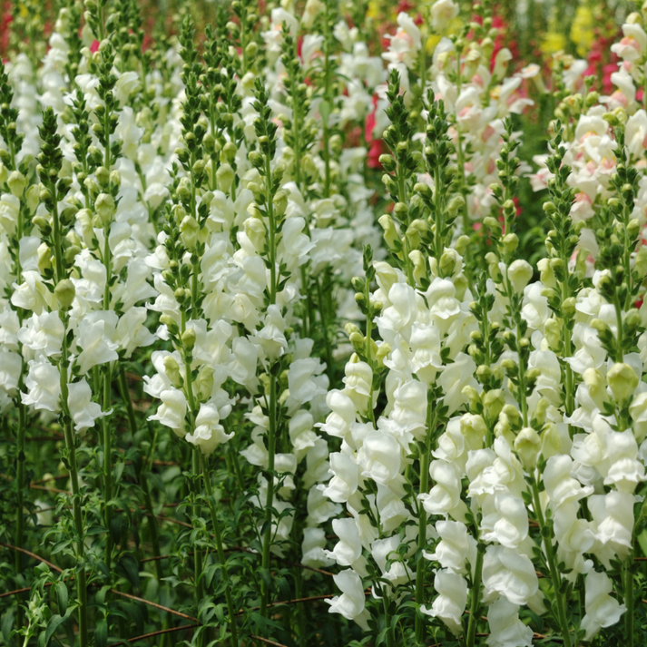 Snapdragon 'Snowflake' – The Growers Exchange