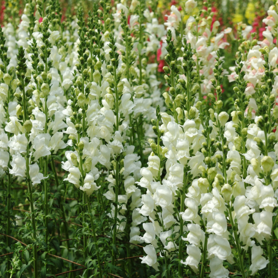 Snapdragon 'Snowflake'