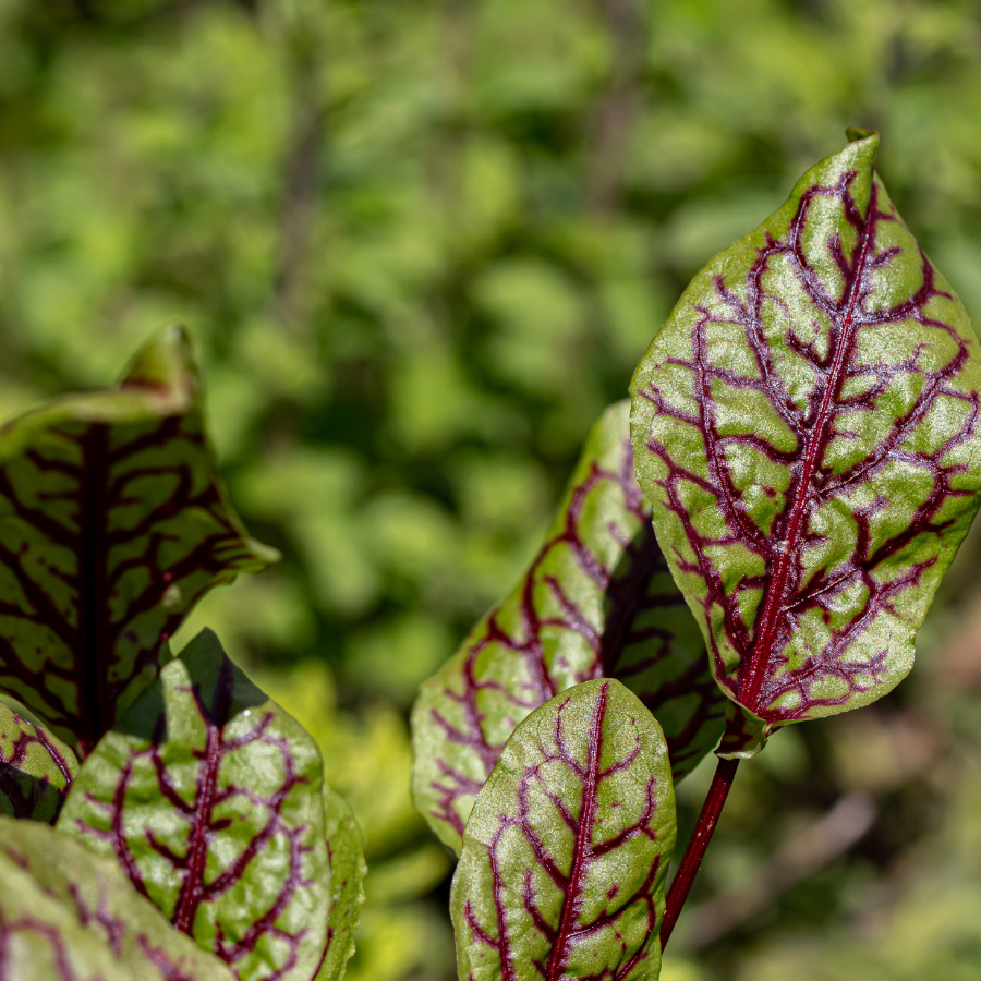 Sorrel 'Bloody Dock'