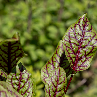 Sorrel 'Bloody Dock'