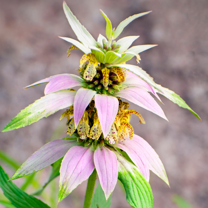 Spotted Bee Balm