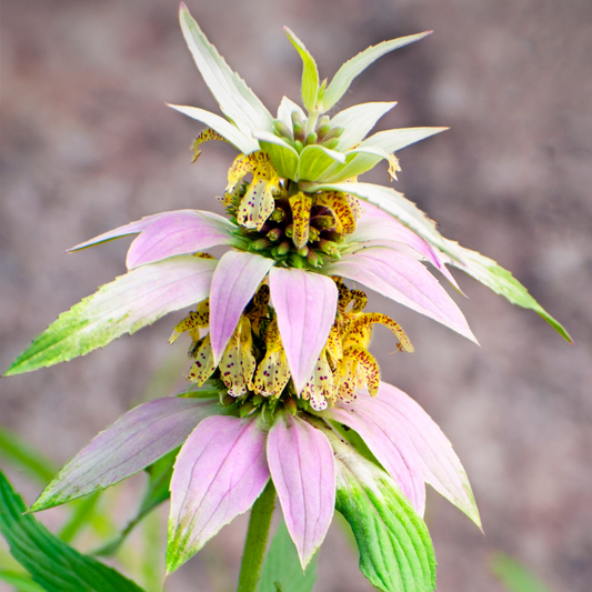Spotted Bee Balm